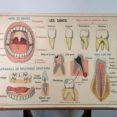 0 affiche anatomie 10