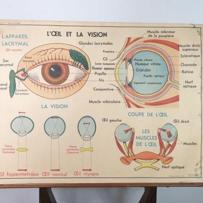 0 affiche anatomie 11