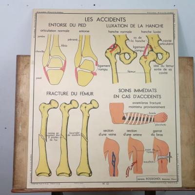 0 affiche anatomie 6