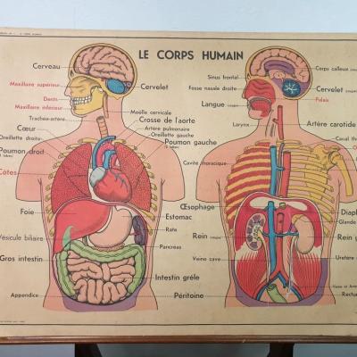 0 affiche anatomie 8