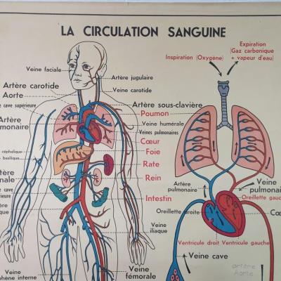 0 affiche anatomique 10