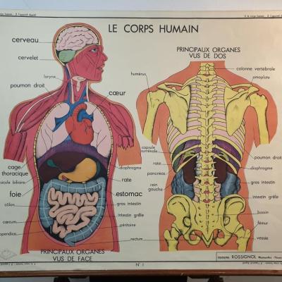 0 affiche anatomique le corps