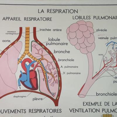 0 affiche anatomique