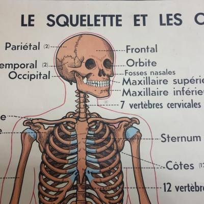 0 affiche squelette