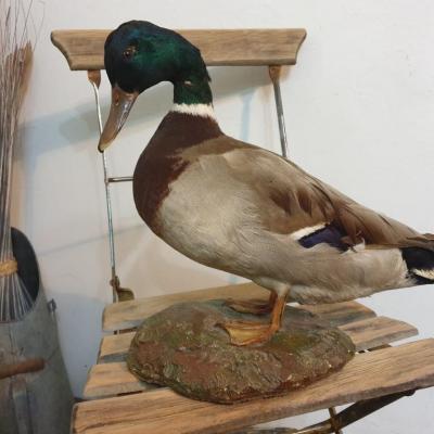 0 canard col vert naturalise