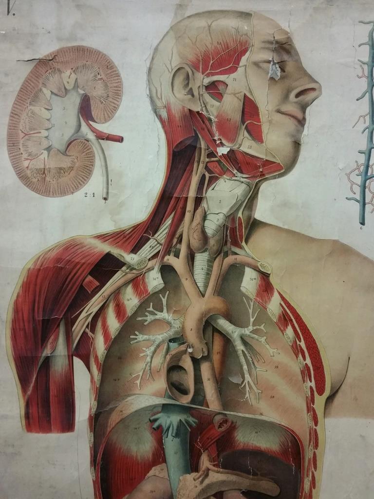 01 affiche ecorche
