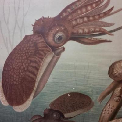01 affiche scolaire histoire naturelle escargot