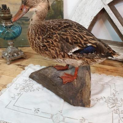 01 canard cane naturalisee
