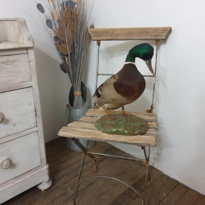 01 canard col vert naturalise