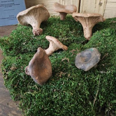 Champignons en terre cuite