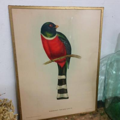 01 tableau oiseau rouge