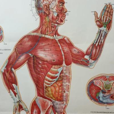 1 affiche acupuncture 6