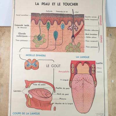 1 affiche anatomie 12