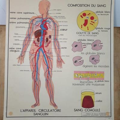 1 affiche anatomie la circulation