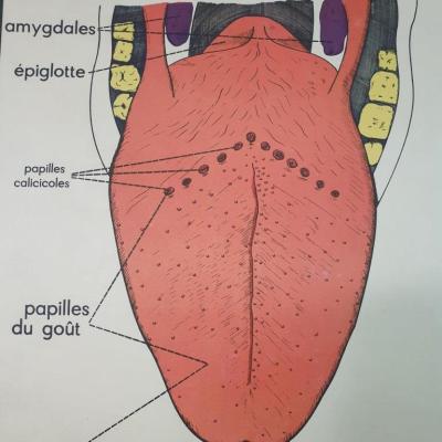 1 affiche anatomique 5