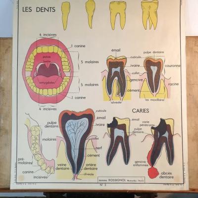 1 affiche anatomique les dents