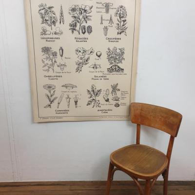 1 affiche carte scolaire a hatier le regne vegetal 1