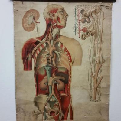 1 affiche ecorche