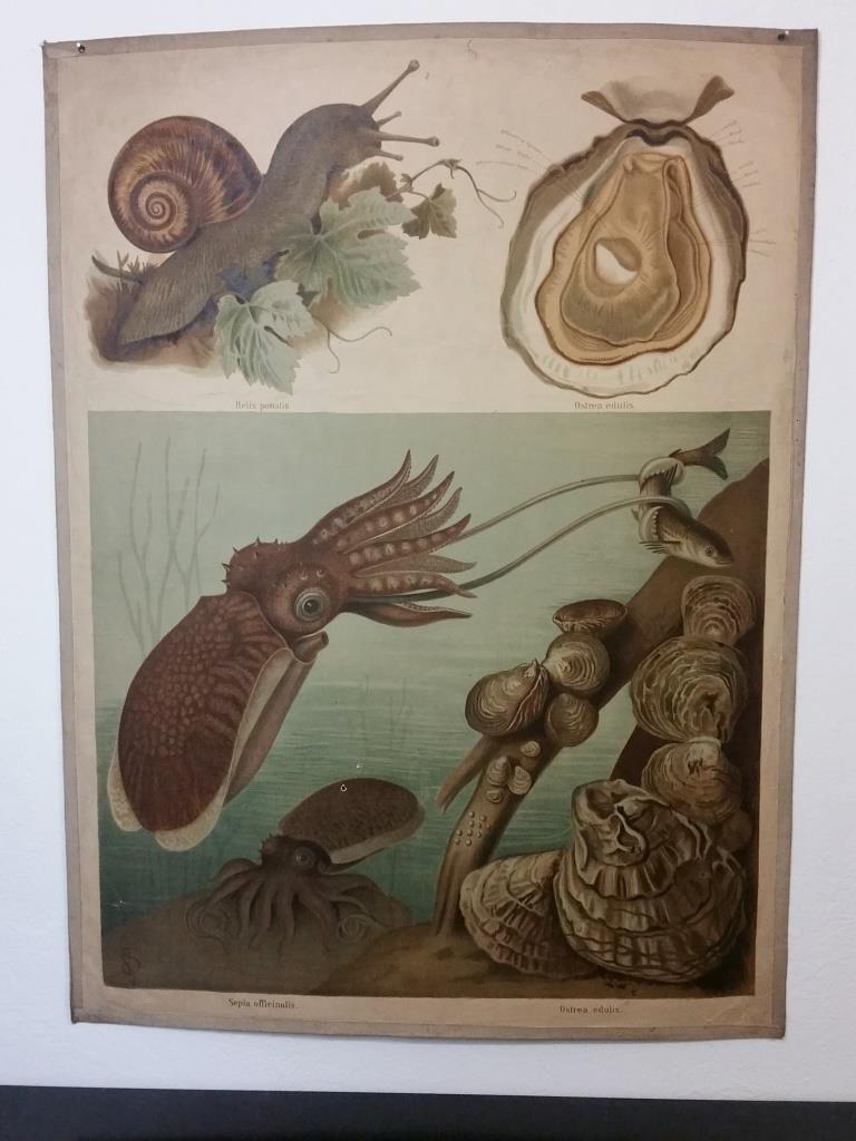 1 affiche scolaire histoire naturelle escargot