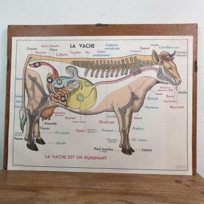 1 affiche vache cheval