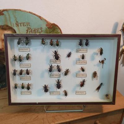 1 boite a insectes 1