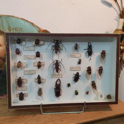 1 boite a insectes 2