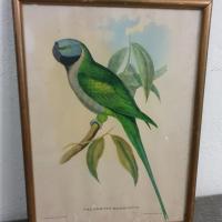 1 cadre oiseau peruche verte