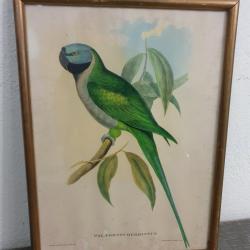 Tableau Illustration Paleornis