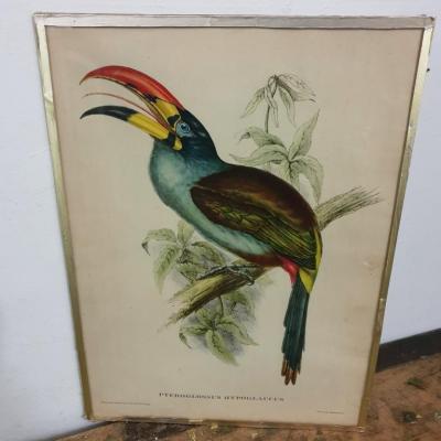 1 cadre oiseau toucan