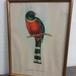Tableau Illustration Trogon
