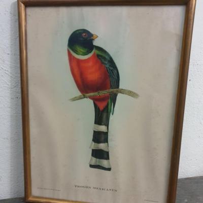 1 cadre oiseau trogon