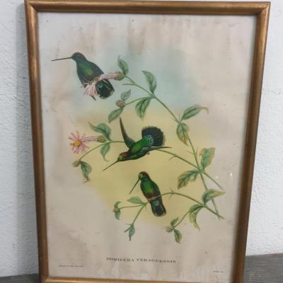 1 cadre oiseaux du paradis