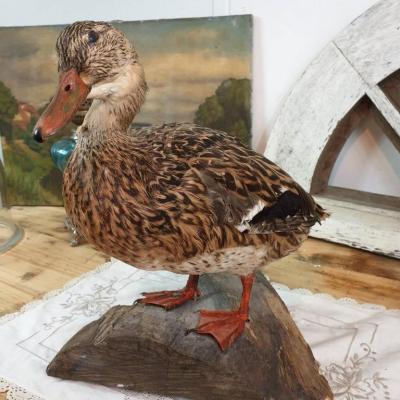 1 canard cane naturalisee