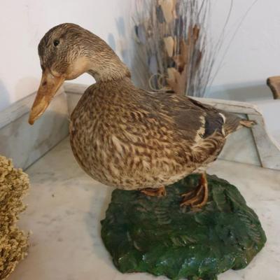 1 cane naturalisee