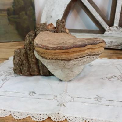 1 champignon amadou 2