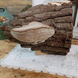 Champignon amadou