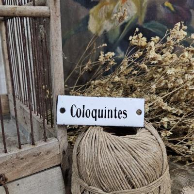 1 coloquintes