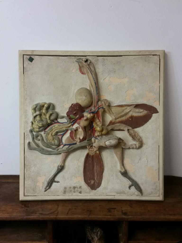 1 ecorche de poule