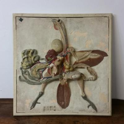1 ecorche de poule