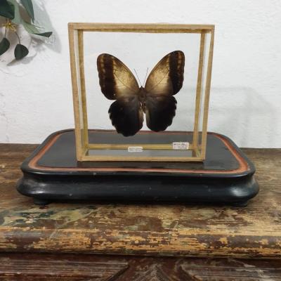1 papillon 1