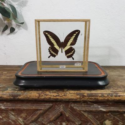 1 papillon 2
