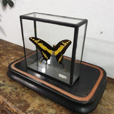 1 papillon 3