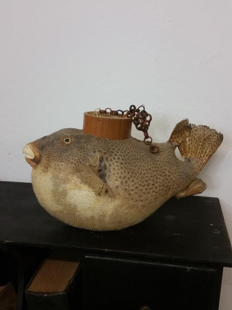 1 poisson lune