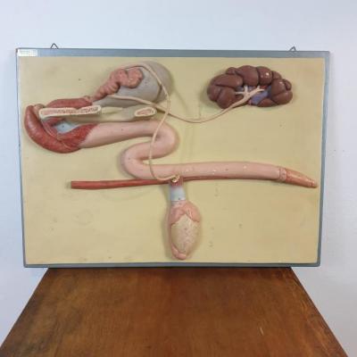1 tablau pedagogique veterinaire
