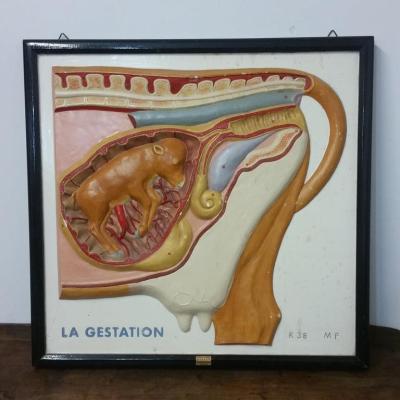 1 tableau educatif la gestation