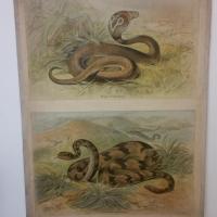 1 tableau educatif les serpents