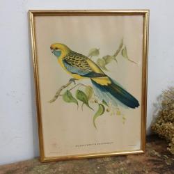 Tableau Illustration Perruche Flaveolus