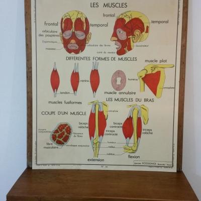 1 tableau pedagogique les muscles le dos