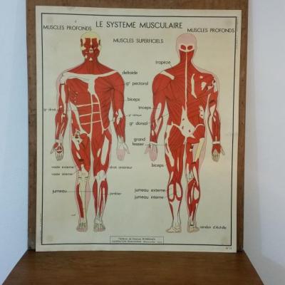 1 tableau pedagogique rossignol le systemes musculaire nerveux