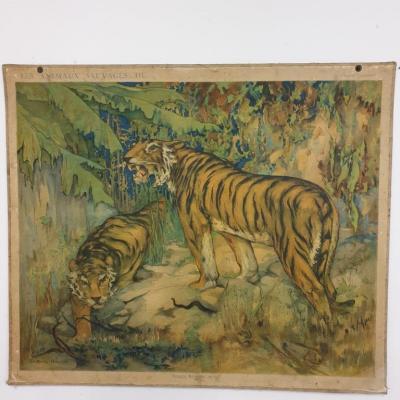 1 tableau scolaire les tigres